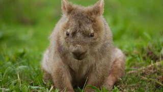 Common Wombat in the Kangaroo Valley