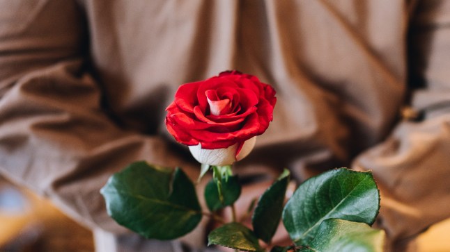 Person holds red rose behind their back