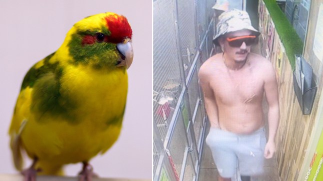 A prized bird was 'stuffed down a thief's trousers' and stolen from a pet shop,
