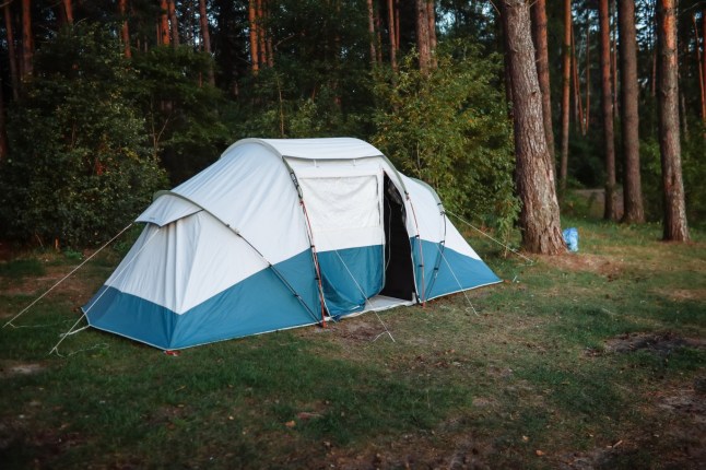 Camping in a Pine Forest: Enjoying the Outdoors.