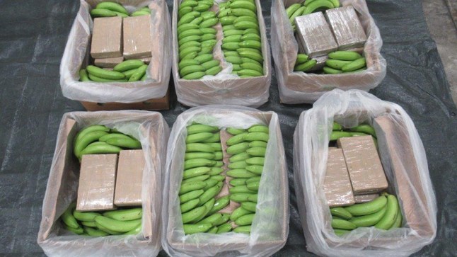 EMBARGOED TO 0001 FRIDAY FEBRUARY 23 Undated handout photo issued by National Crime Agency of some of some of the largest ever haul of class A drugs in the UK, worth an estimated ??450 million, that has been seized in a load of bananas at Southampton Port. The National Crime Agency (NCA) and Border Force seized 5.7 tonnes of cocaine found in a container carrying the fruit from South America on February 8. The NCA has said the illicit drugs were heading to the Port of Hamburg in Germany for onward delivery. Issue date: Friday February 23, 2024. PA Photo. See PA story POLICE Cocaine. Photo credit should read: NCA/PA Wire NOTE TO EDITORS: This handout photo may only be used in for editorial reporting purposes for the contemporaneous illustration of events, things or the people in the image or facts mentioned in the caption. Reuse of the picture may require further permission from the copyright holder.