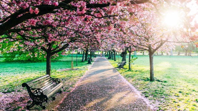 A row of cherry blossom trees lining a path in a park at sunrise.