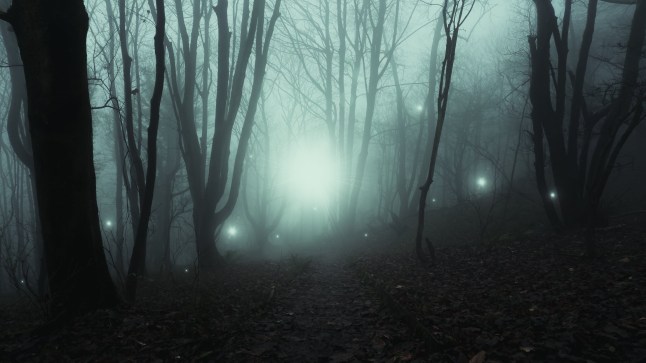 Magical, mysterious glowing orbs of light. Floating in a mystical spooky forest. On a foggy winters day