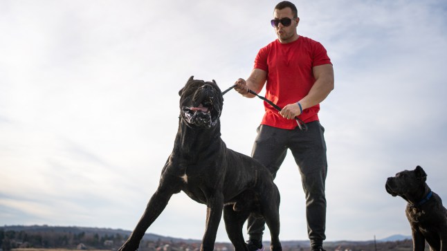 Owner pulling his aggressive dog's collar