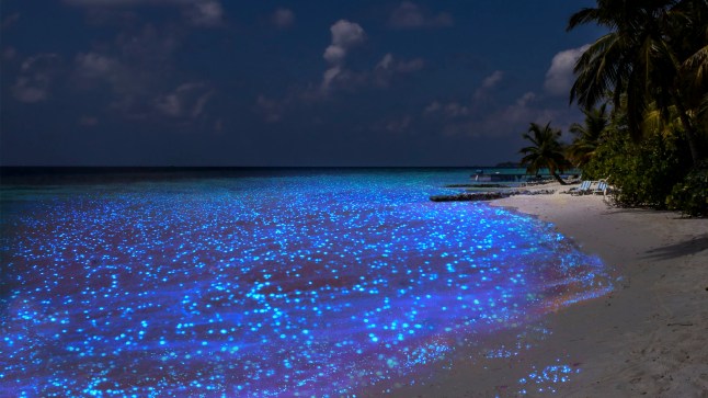 Bio luminescence. Illumination of plankton at Maldives. Many bright particles at the beach.