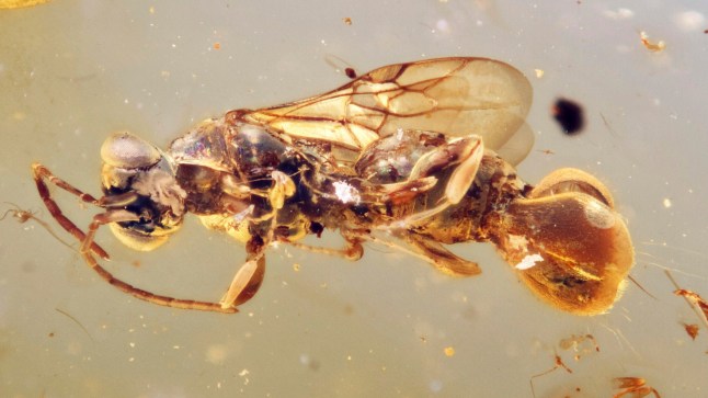 This photo provided by Qiong Wu in March 2025 shows an ancient wasp, preserved in amber from Myanmar, whose back end resembles a Venus flytrap plant