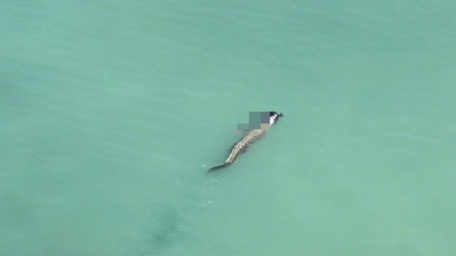 A ravenous crocodile killed a beachgoer and swam near the shore, clutching his body in its jaws. The deadly reptile was lurking below the surface as Sadarwinata, 51, paddled in the turquoise waters of Talise Beach in Central Sulawesi, Indonesia, on March 27. Locals said they screamed upon seeing the croc's silhouette darting toward the unsuspecting man. However, their warnings were drowned out by his paddling. Horrified onlookers watched as the fearsome predator caught up to the swimmer before clamping down on him and thrashing him in a brutal death roll. The local rescue team said they received a report of the fatal attack at 7:15 am. Gruesome aerial footage shows the crocodile holding Sadarwinata's corpse in its mouth as it drifted near the coast. PACKAGE: Video, pictures, text